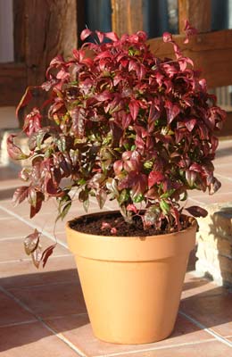 Nandina Fire Power o bamb� sagrado Fire Power