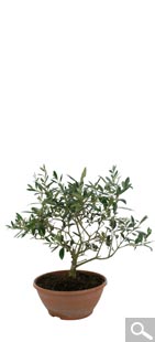 Olivier Bonsai