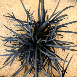 Ophiopogon noir