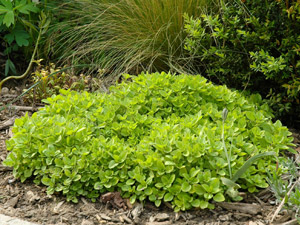 Marjolaine - Origanum majorana