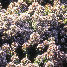 Oregano 'Compactum' - Origanum 'Compactum'