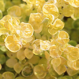 Oregano 'Aureum' - Origanum 'Aureum'