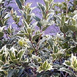 European+variegated+dogwood+shrubs