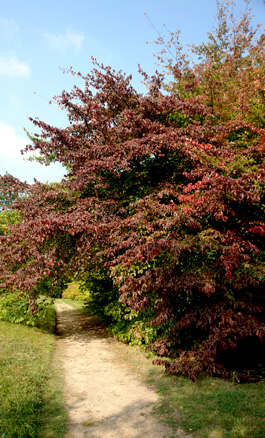 Persian ironwood - Parrotia persica