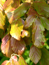Persian ironwood - Parrotia persica