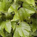 Vigne vierge de Veitch: detail feuilles