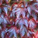 Vigne vierge de Veitch: detail feuilles
