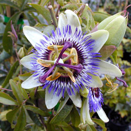 Blue Passion Flower flower - Passiflora c&aelig;rulea