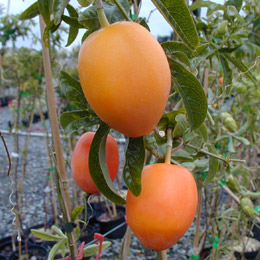 Blue Passion Flower fruits - Passiflora c&aelig;rulea