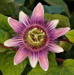Passiflora 'Perfume de Paix�o' - Passiflora x belotii 'Perfume passion'
