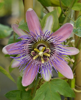Passiflora 'Perfume de Paix�o' - Passiflora x belotii 'Perfume passion'