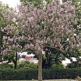 Paulownia / Paulownia tomentosa