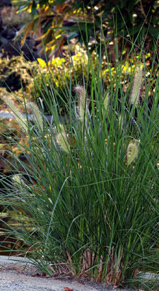 Gram�nea dos escovilh�es - Pennisetum alopecuroides