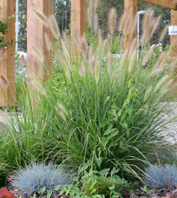 Pennisetum alopecuroides - Pennisetum alopecuroides