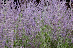 Russian Sage 'Blue spire' - Perovskia 'Blue spire'