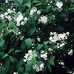 Virginal Mock orange - Philadelphus x virginalis 'Virginal'
