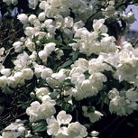 Virginal Mock orange - Philadelphus x virginalis 'Virginal'