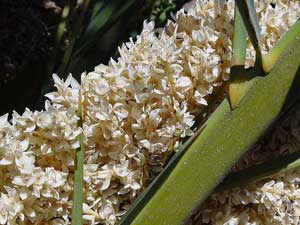 Palmeira das Can�rias ou Tamareira das Can�rias - Phoenix canariensis