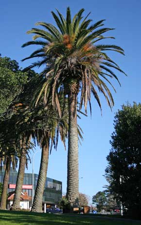 Palmeira das Can�rias ou Tamareira das Can�rias - Phoenix canariensis
