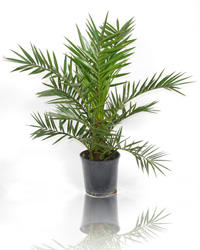 Palmeira das Can�rias ou Tamareira das Can�rias - Phoenix canariensis
