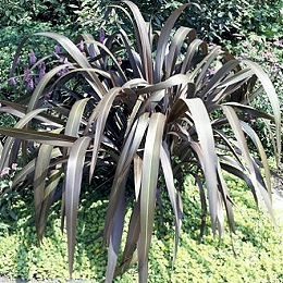Linho púrpura da Nova Zelândia ou fórmio púrpura - Phormium tenax purpureum