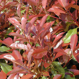 photinia_fraseri_red_robin_01.jpg