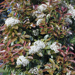 Fot�nia 'Red Robin' - Photinia x fraseri 'Red Robin'