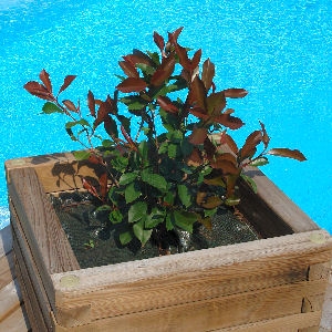 Le photinia est très bien mis en vleur en bac