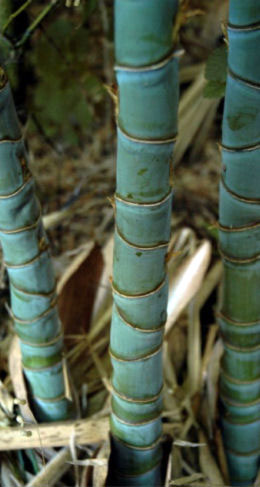 Phyllostachys aurea