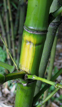 Phyllostachys aurea Flavescens-Inversa