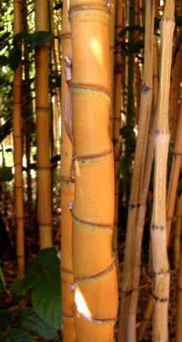 Thamnocalamus tesselatus Thamnocalamus tesselatus