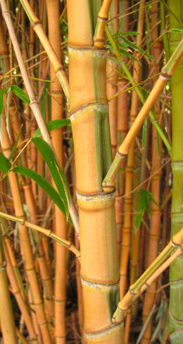 Phyllostachys aurea Koi Phyllostachys aurea Koi