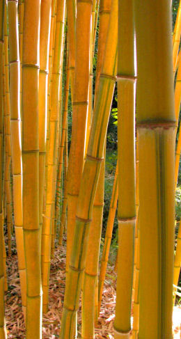Thamnocalamus tesselatus