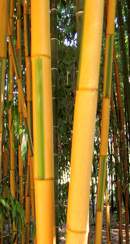 Phyllostachys bambusoides Castillonis