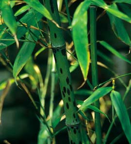 Phyllostachys bambusoides Tanakae