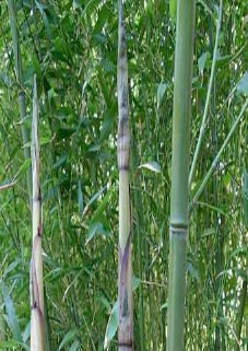 Phyllostachys decora - bambou moyen