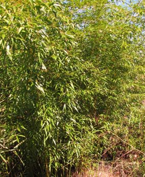 Phyllostachys flexuosa