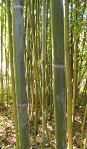 Phyllostachys glauca - grand bambou colore