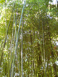 Phyllostachys glauca - grand bambou colore