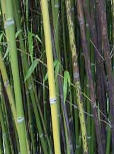Phyllostachys glauca f. yunzhu