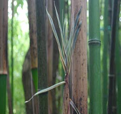 Phyllostachys glauca f. yunzhu