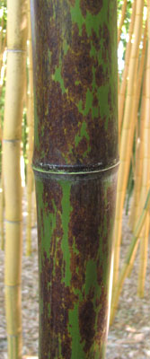 Phyllostachys nigra f. boryana - bambou geant marbre de taches brunes