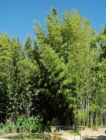 Phyllostachys nigra f. henonis - bambou geant