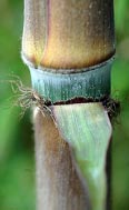 Phyllostachys nigra f. henonis - bambou geant