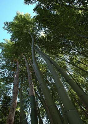 Phyllostachys viridis