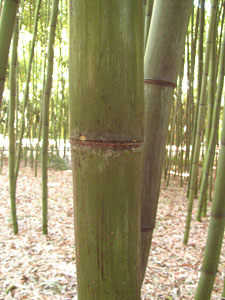 Phyllostachys vivax