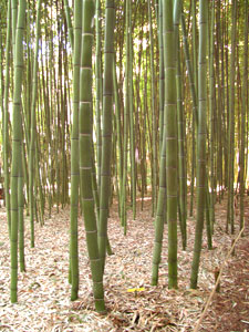 Phyllostachys vivax