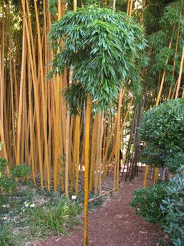 Phyllostachys vivax f. aureocaulis
