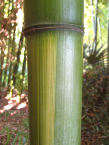 Phyllostachys vivax f. huangwenzhu Phyllostachys vivax f. huangwenzhu