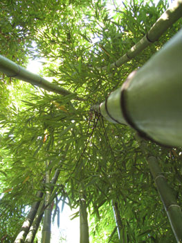 Phyllostachys vivax f. huangwenzhu Phyllostachys vivax f. huangwenzhu